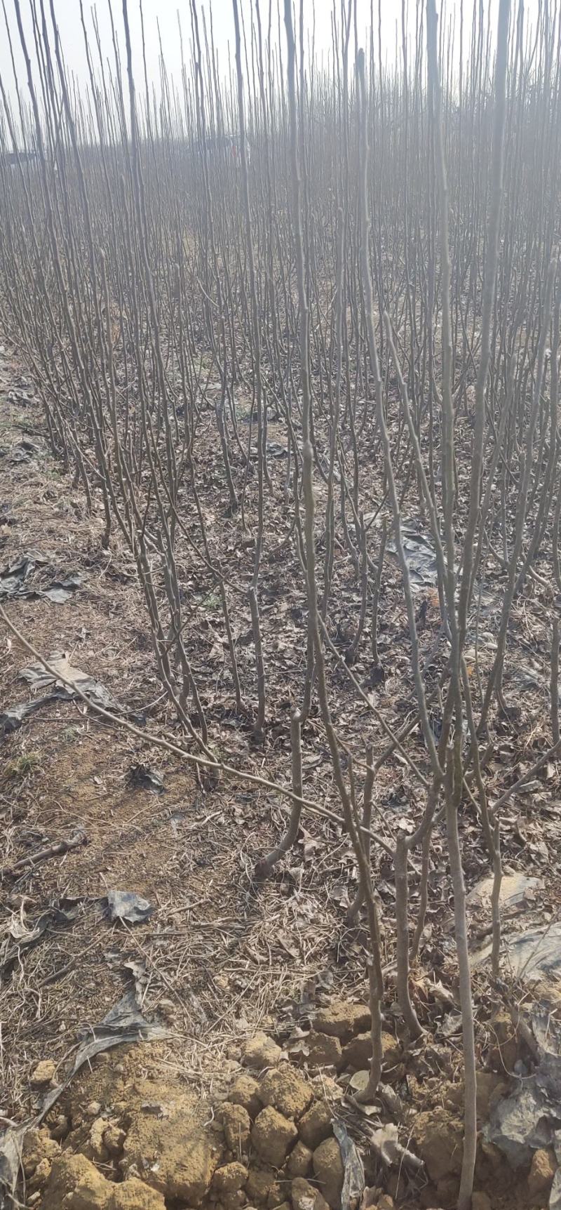 梨树苗1到2公分占地梨树品种梨树