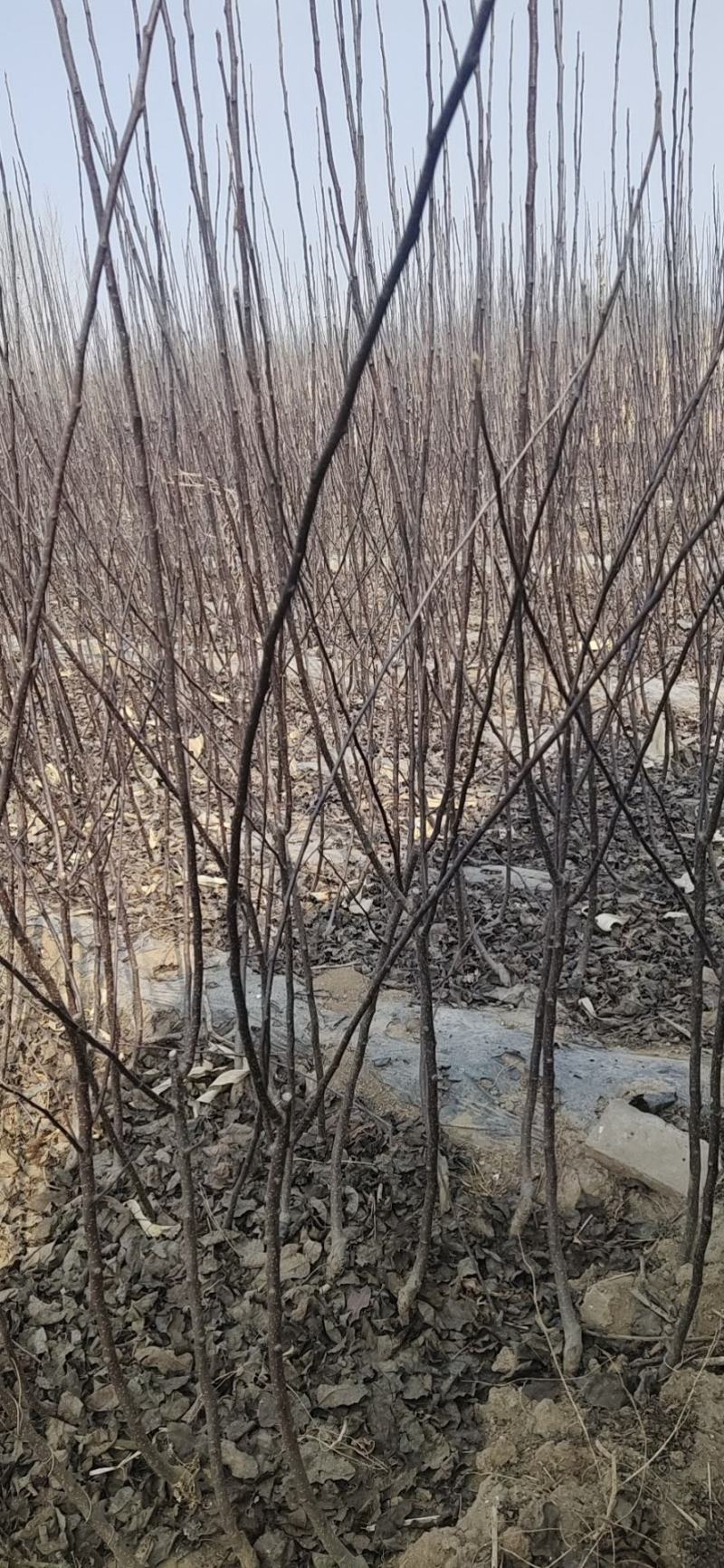 梨树苗1到2公分占地梨树品种梨树