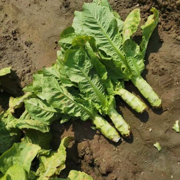 万亩蔬菜基地白皮莴笋大量上市了