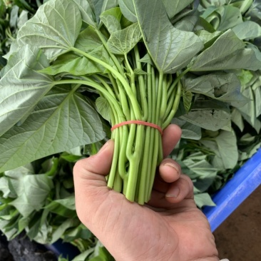 基地稳定供应番薯叶薯尖非常质量非常价格。