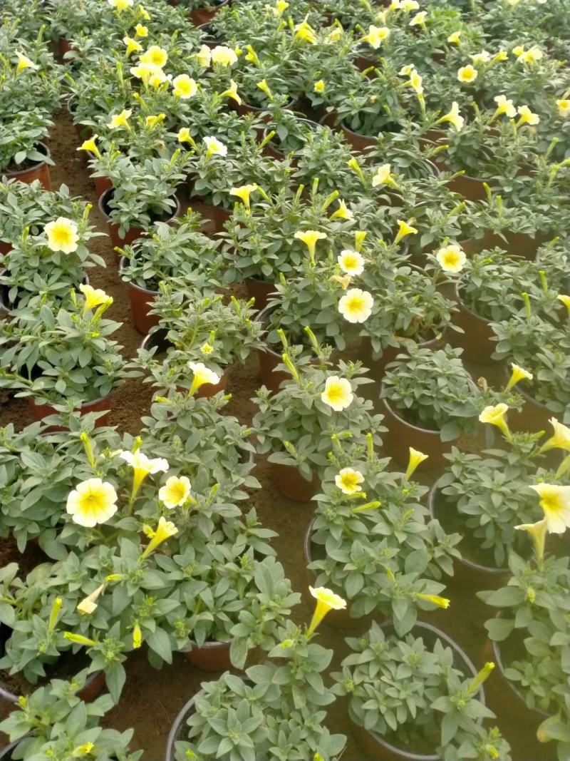 垂吊牵牛新上市，垂钓牵牛基地，多色垂吊牵牛专业种植大量供