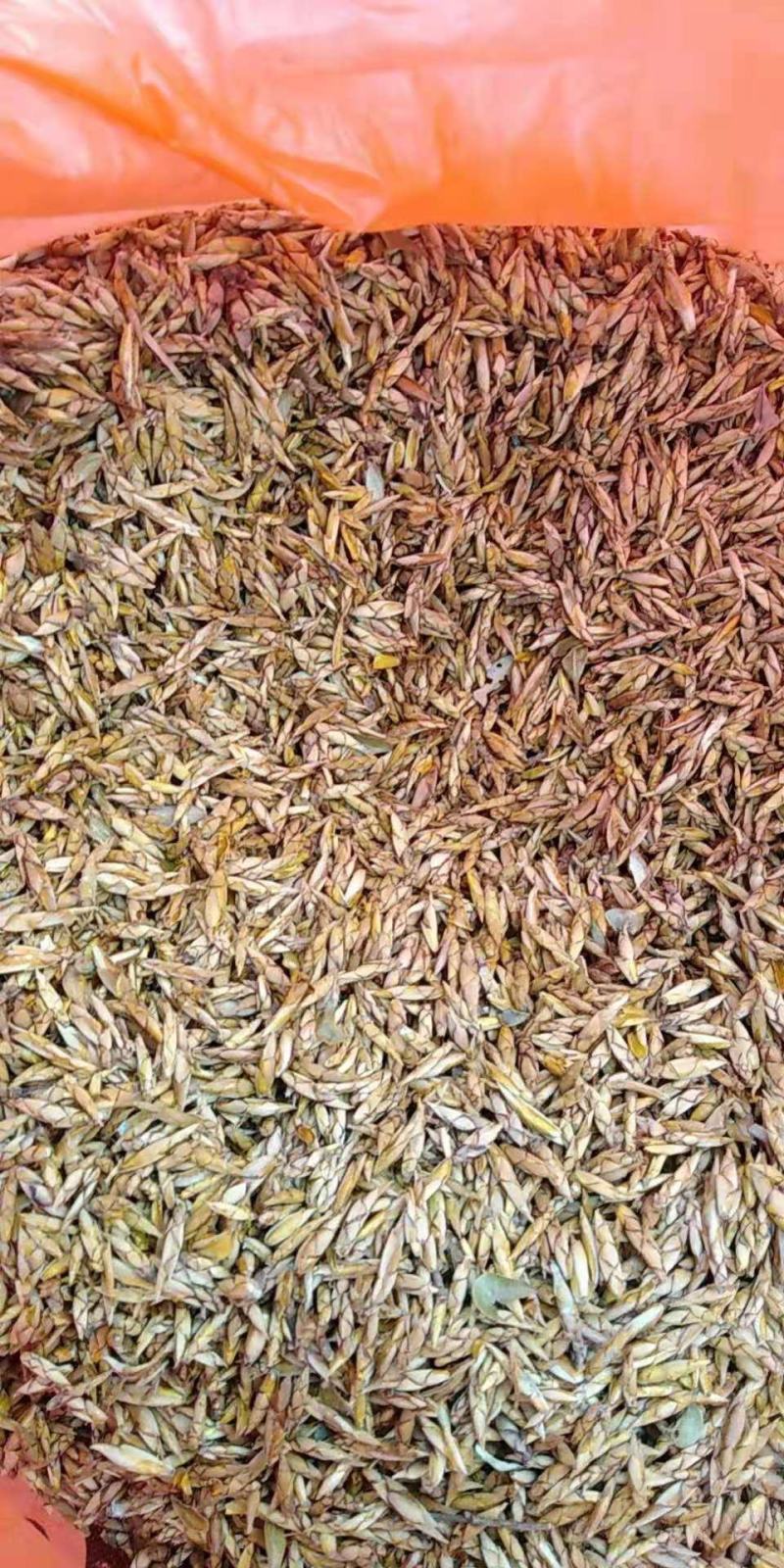 四川省青川县山区老鹰茶、嫩芽茶叶老荫阴茶