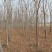 速生原冠白蜡树大量供应5000颗7-14公分都有