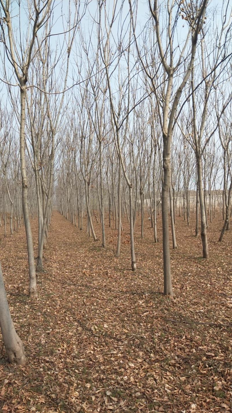 速生原冠白蜡树大量供应5000颗7-14公分都有