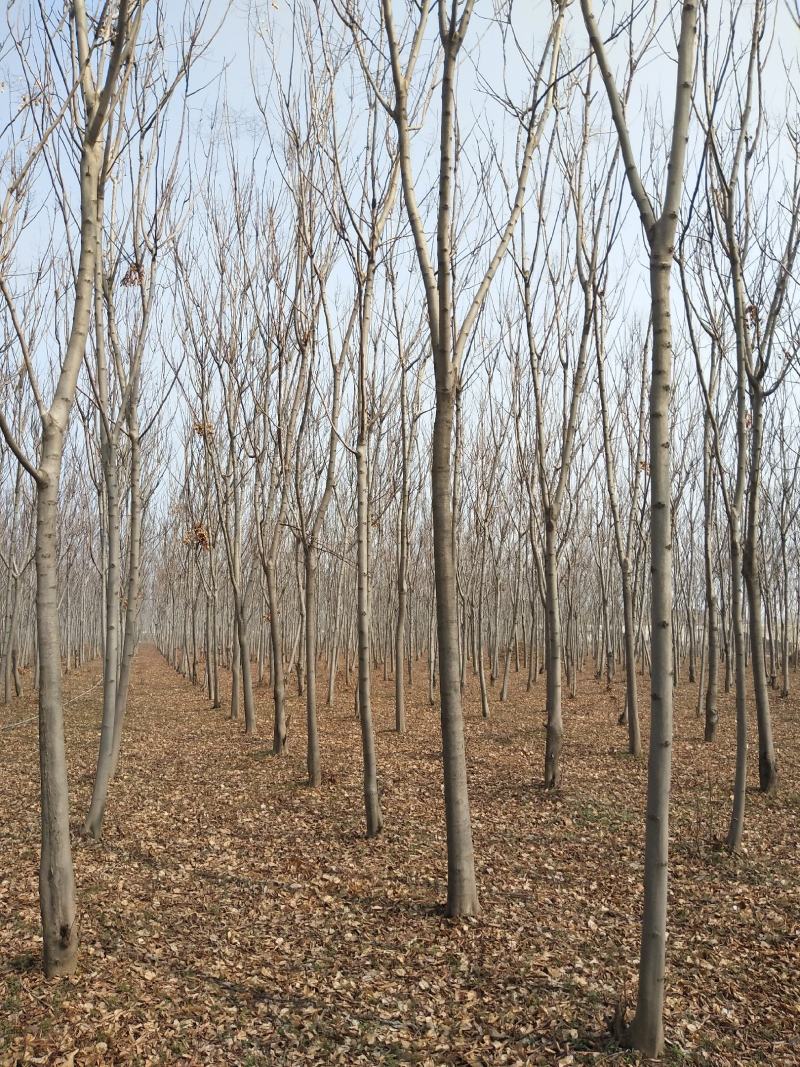 速生原冠白蜡树大量供应5000颗7-14公分都有