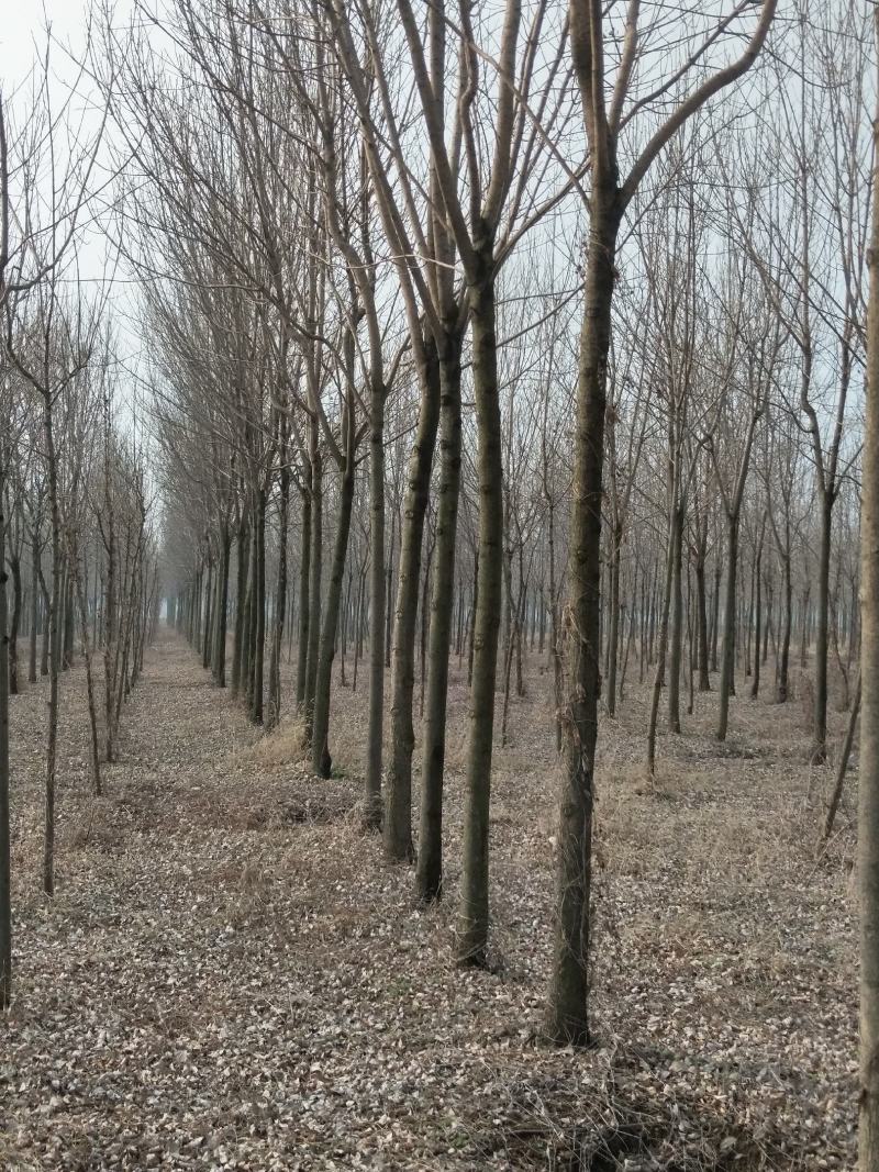 速生原冠白蜡树大量供应5000颗7-14公分都有