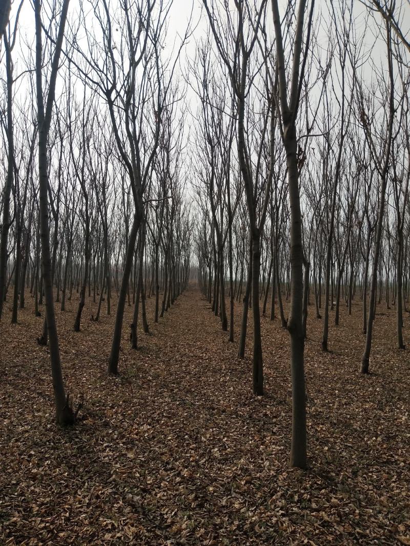 速生原冠白蜡树大量供应5000颗7-14公分都有