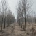 速生原冠白蜡树大量供应5000颗7-14公分都有