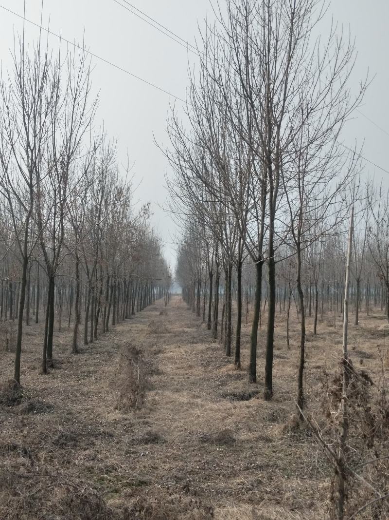 速生原冠白蜡树大量供应5000颗7-14公分都有