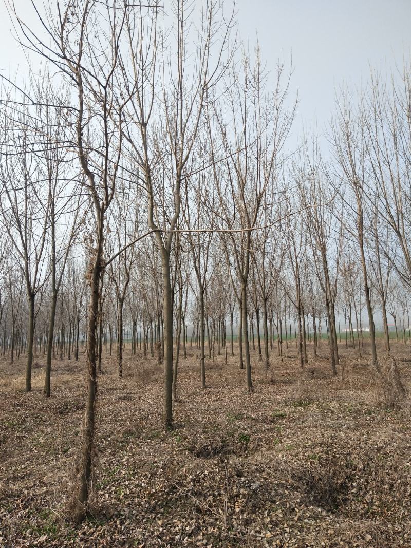 速生原冠白蜡树大量供应5000颗7-14公分都有