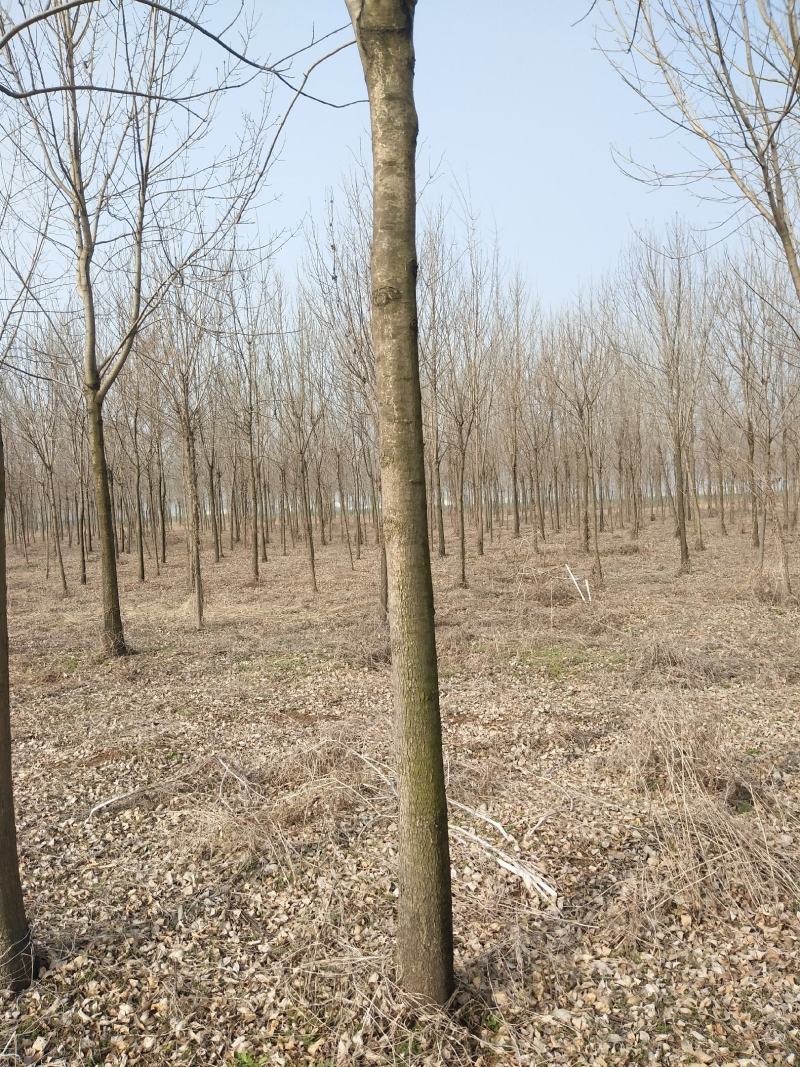 速生原冠白蜡树大量供应5000颗7-14公分都有