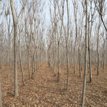 速生原冠白蜡树大量供应5000颗7-14公分都有