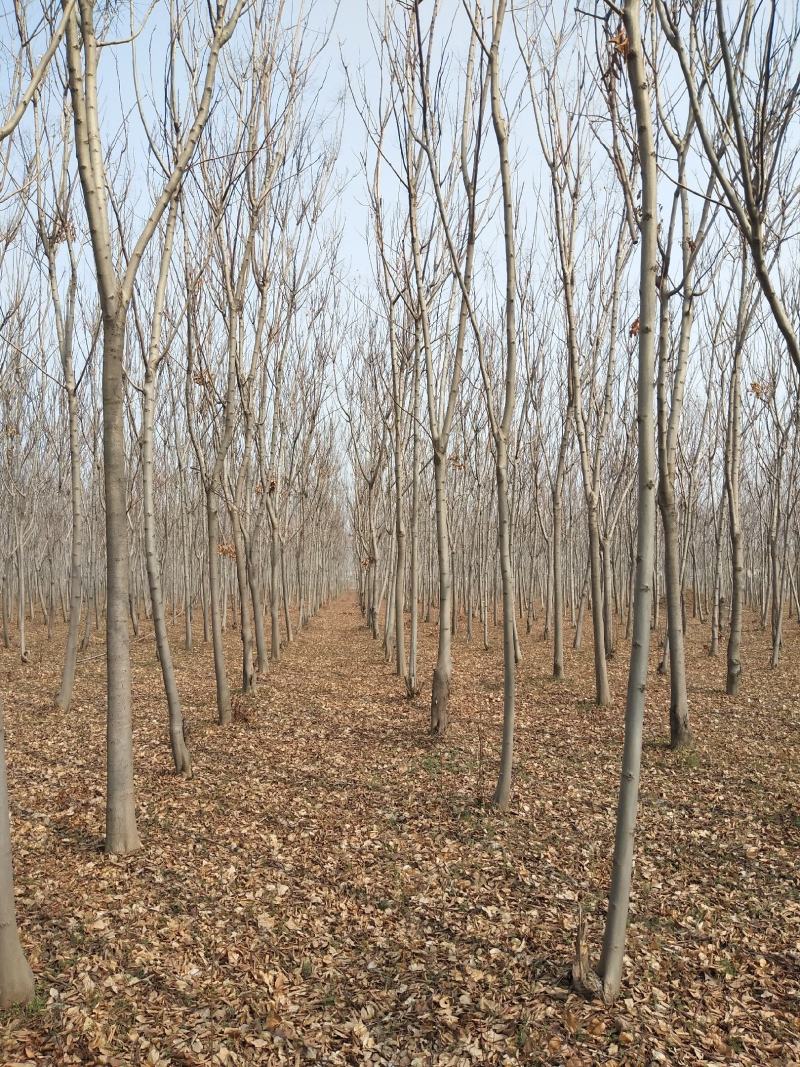 速生原冠白蜡树大量供应5000颗7-14公分都有
