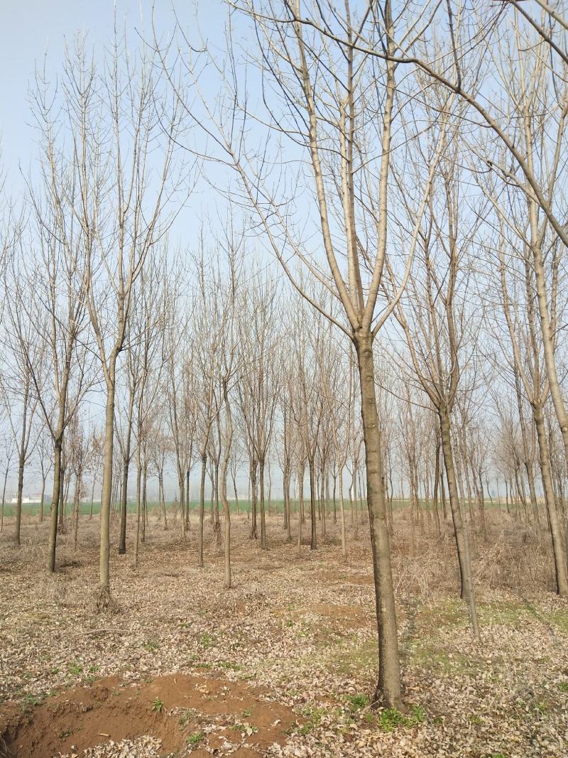 速生原冠白蜡树大量供应5000颗7-14公分都有