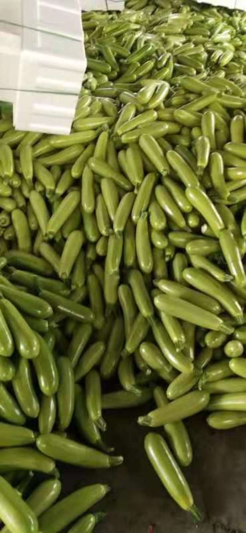 绿皮西葫芦产地直销量大质优价格优惠一手货源