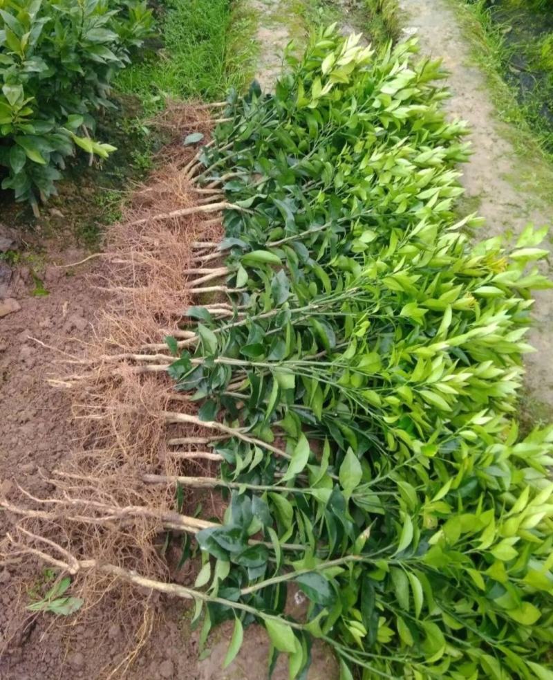 沃柑苗，沃柑杯苗，091沃柑苗，质量保证，成活率高