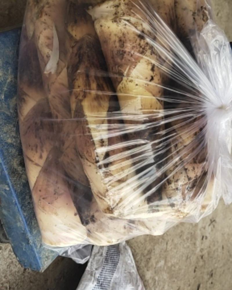 浙江富阳雷笋品相好个头大