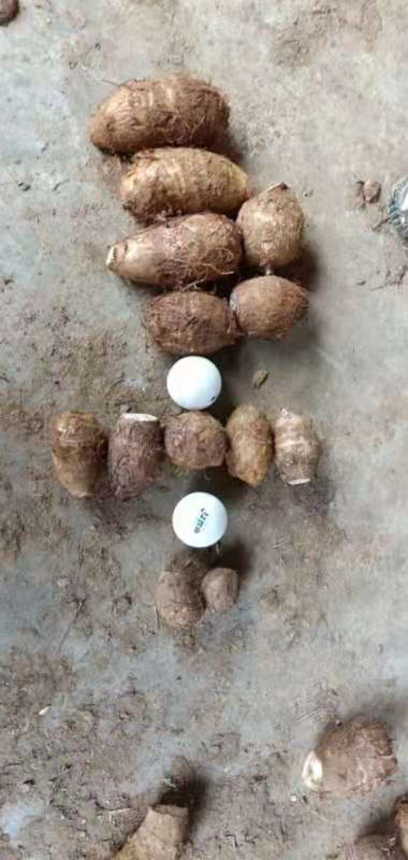 芋头，贵州天然种植，无污染