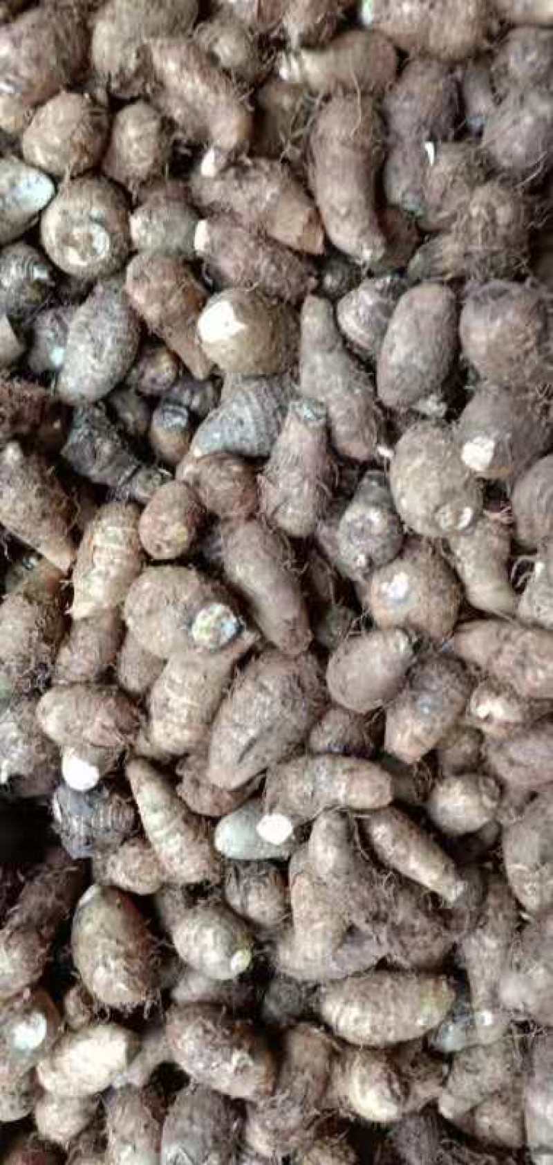 芋头，贵州天然种植，无污染