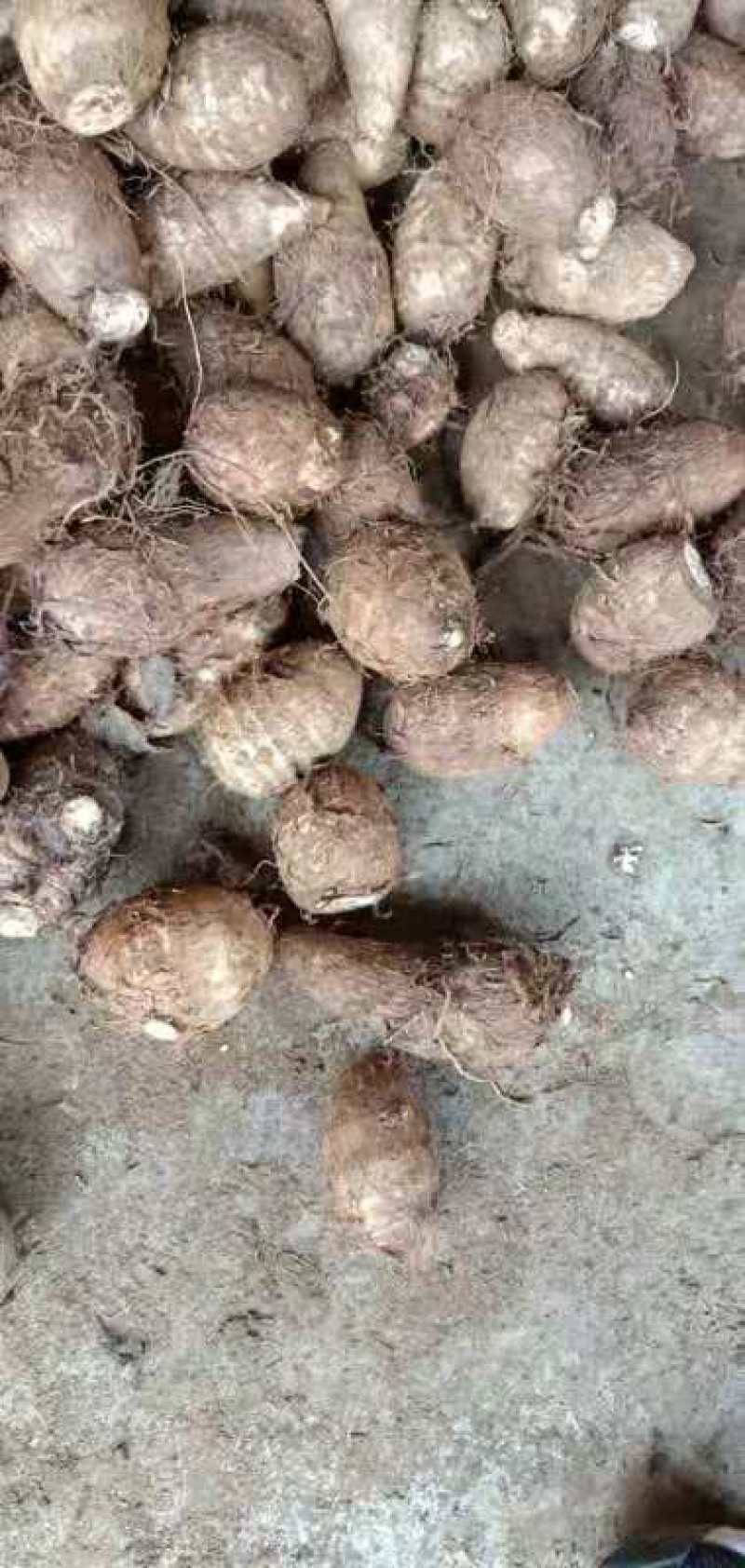 芋头，贵州天然种植，无污染