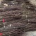 伏椒大红袍花椒树苗无刺接穗