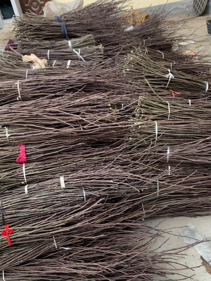 伏椒大红袍花椒树苗无刺接穗