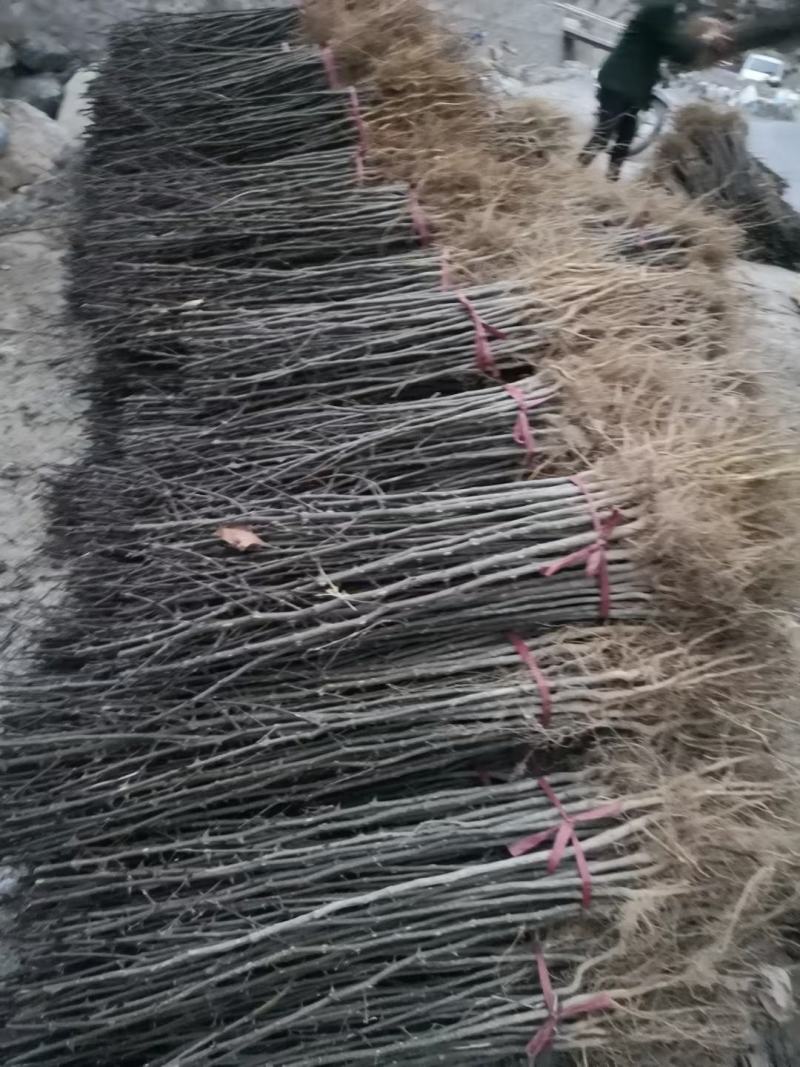 伏椒大红袍花椒树苗无刺接穗