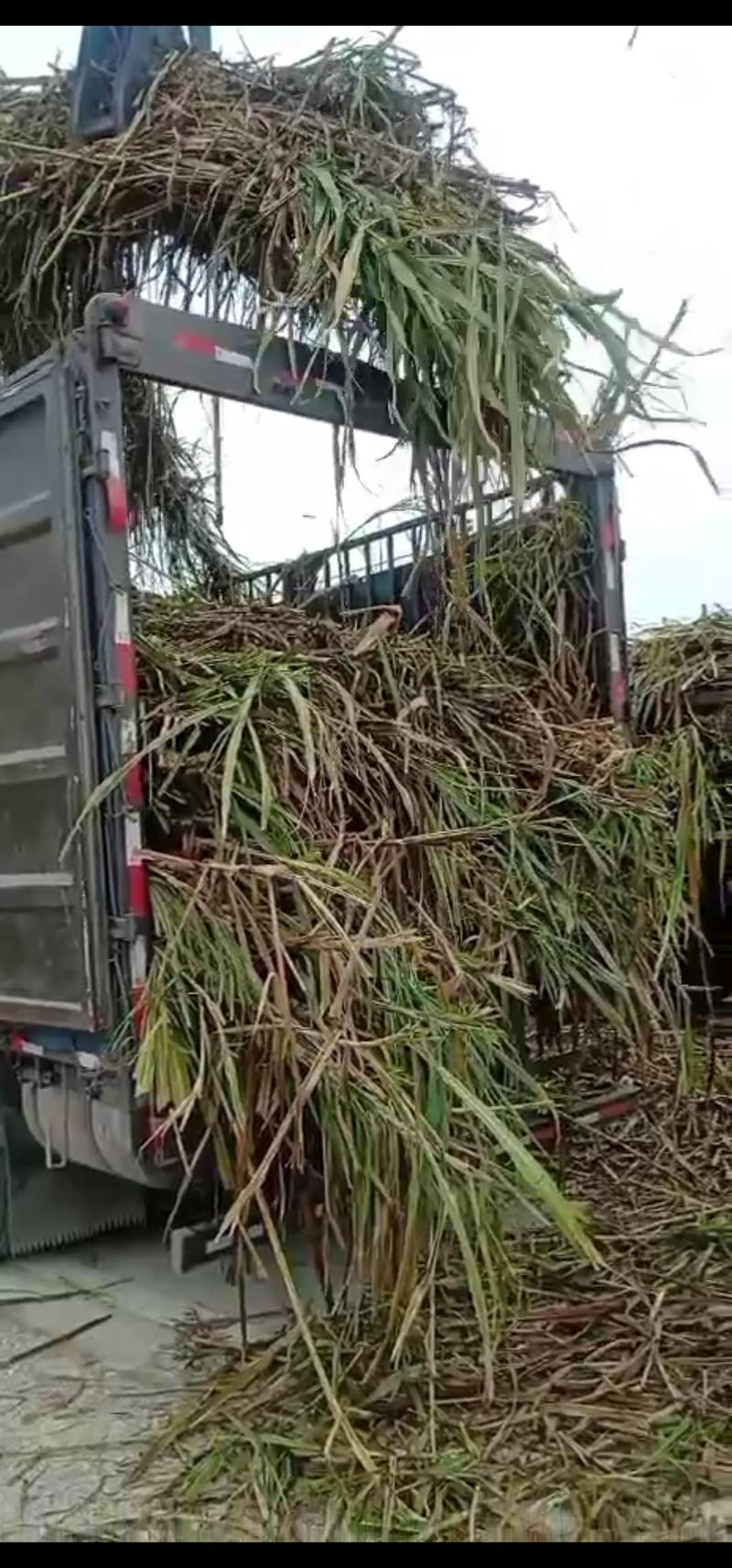 皇竹草巨筃草甜象草种节广西自然过冬现砍种节