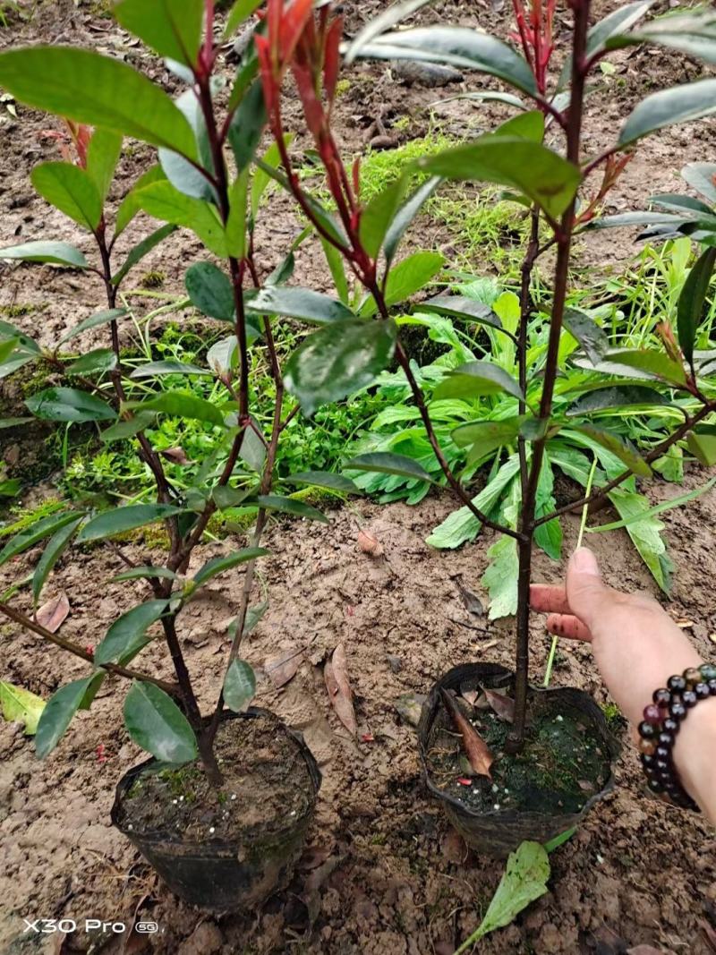 红叶石楠杯苗红叶石楠庭院别墅园林绿化工程篱笆苗
