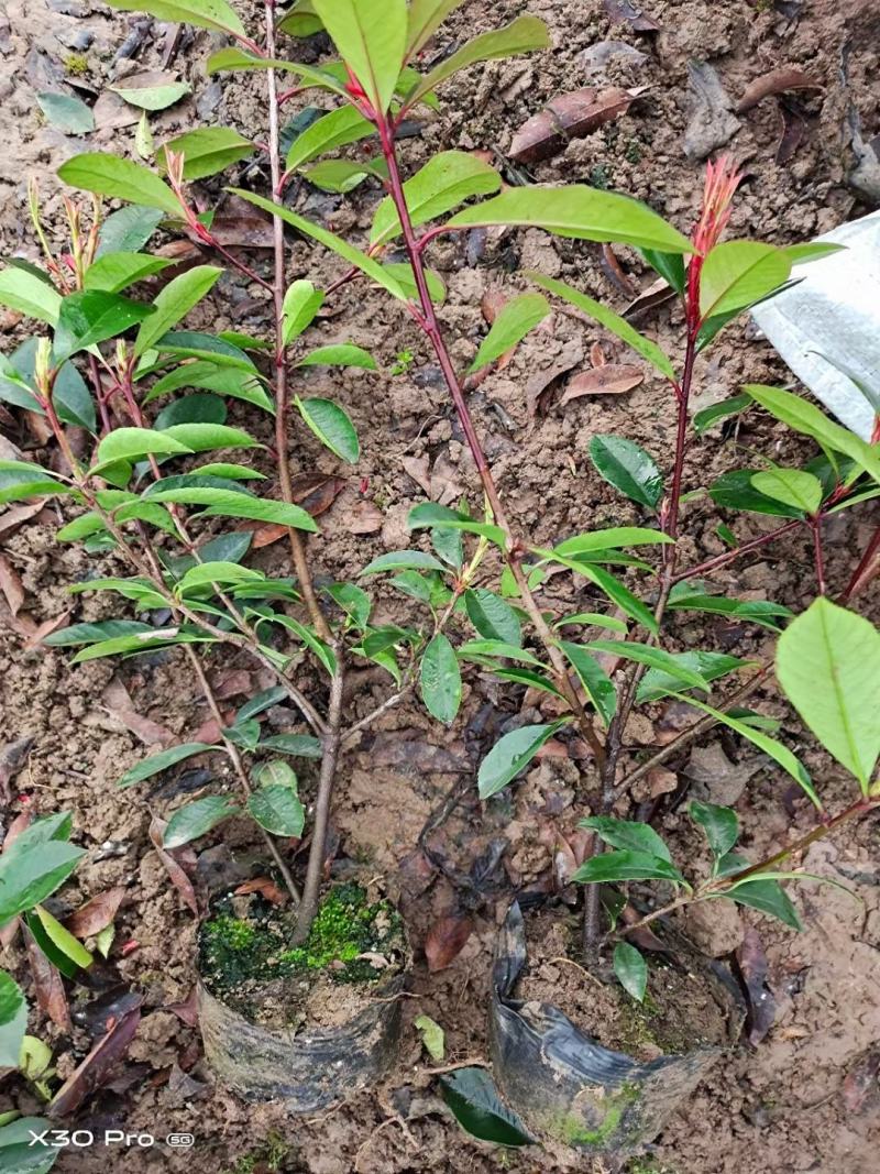 红叶石楠杯苗红叶石楠庭院别墅园林绿化工程篱笆苗