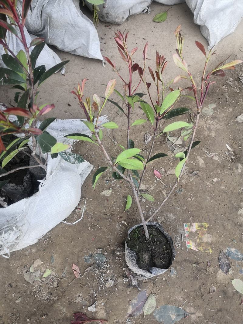 红叶石楠杯苗红叶石楠庭院别墅园林绿化工程篱笆苗