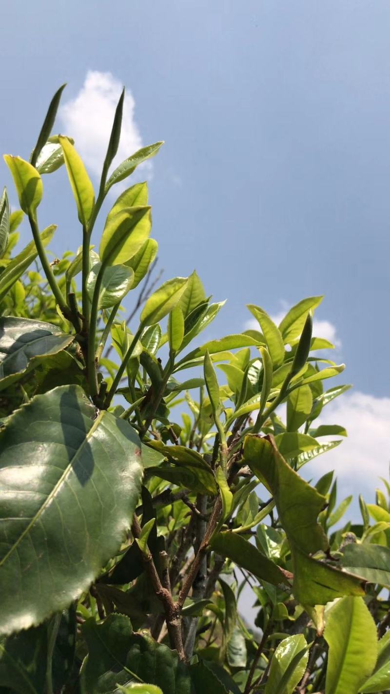云南古树茶古树普洱茶百年古树茶普洱古树茶古树茶