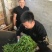 云南古树茶古树普洱茶百年古树茶普洱古树茶古树茶