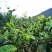 云南古树茶古树普洱茶百年古树茶普洱古树茶古树茶