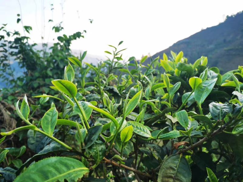 云南古树茶古树普洱茶百年古树茶普洱古树茶古树茶