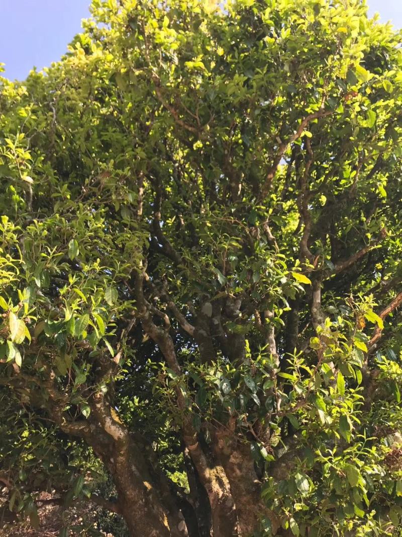 云南古树茶古树普洱茶百年古树茶普洱古树茶古树茶