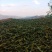 云南古树茶古树普洱茶百年古树茶普洱古树茶古树茶