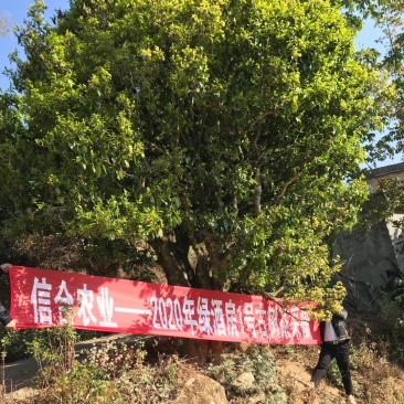 云南古树茶古树普洱茶百年古树茶普洱古树茶古树茶