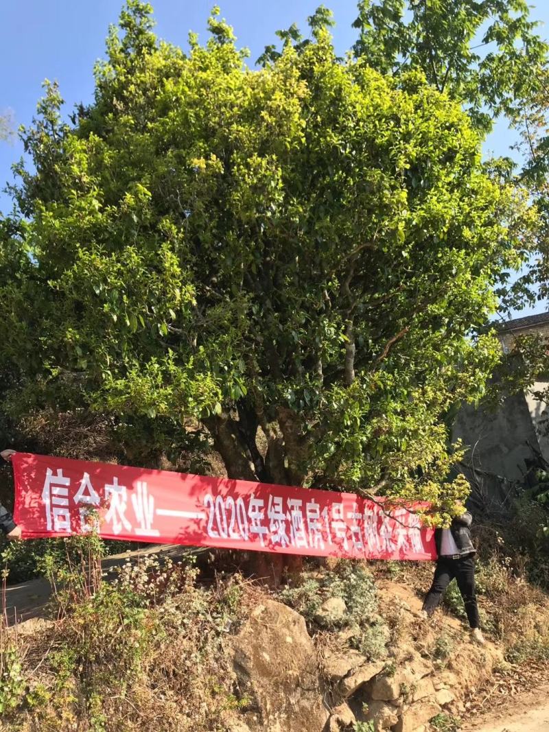 云南古树茶古树普洱茶百年古树茶普洱古树茶古树茶