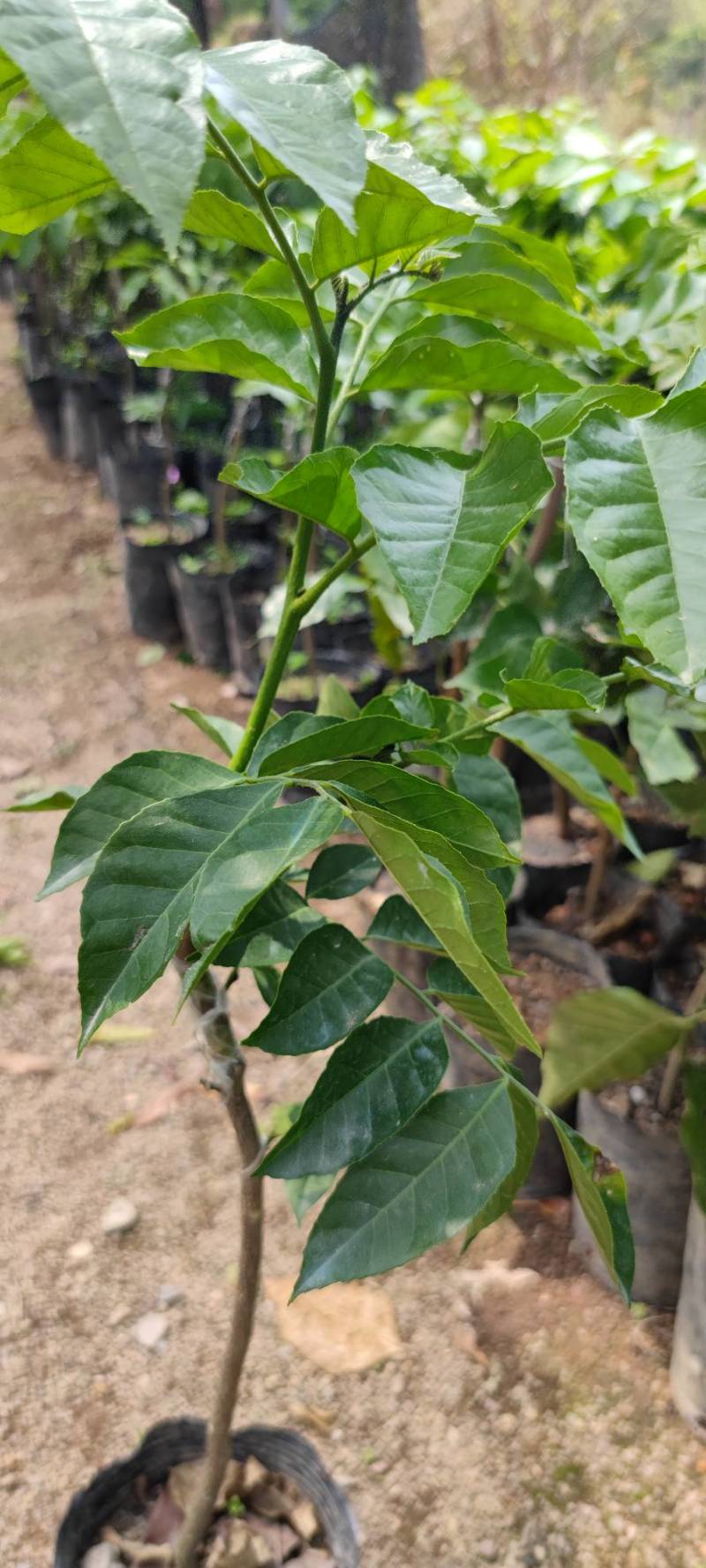 中杯嫁接鸡心黄皮苗。