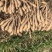 新茬地无菌无激素白玉豆苗