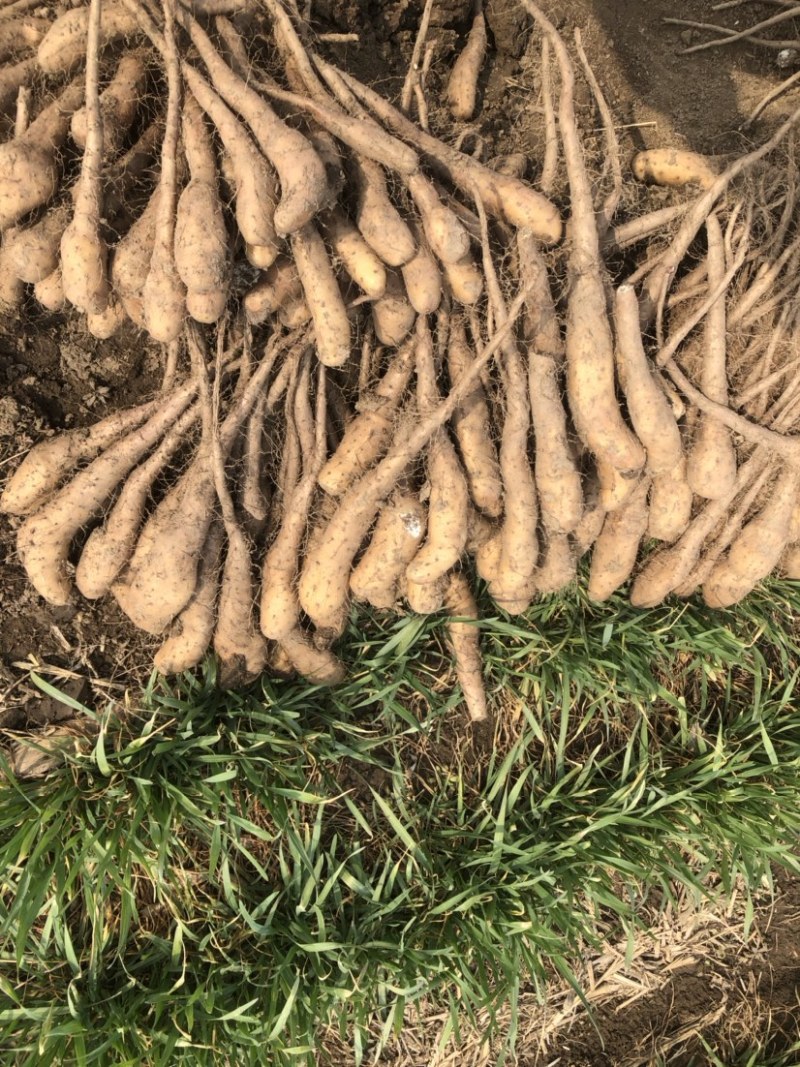 新茬地无菌无激素白玉豆苗