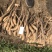 新茬地无菌无激素白玉豆苗