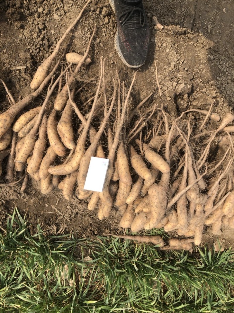 新茬地无菌无激素白玉豆苗