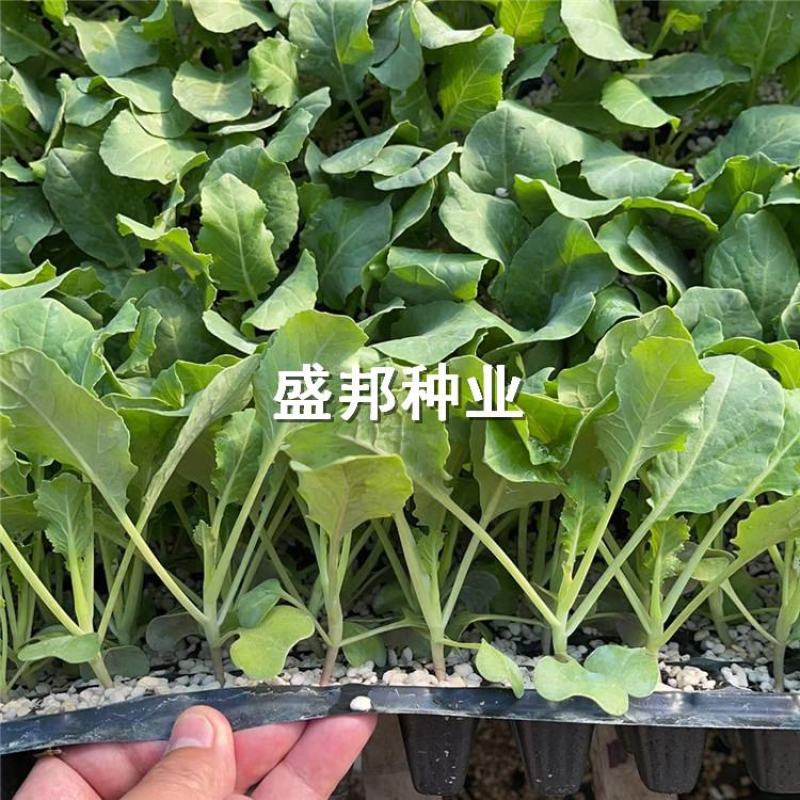甘蓝苗韩绿甘蓝苗包菜苗有机松花菜苗