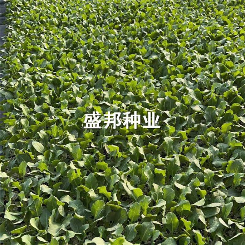 甘蓝苗韩绿甘蓝苗包菜苗有机松花菜苗