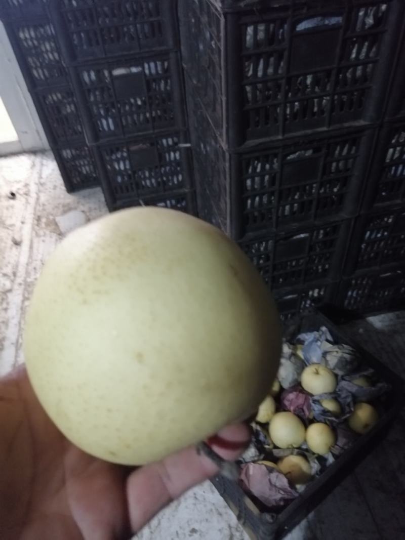 乐亭黄冠梨大量上市，质量好，口感甜，欢迎各地客商来考察