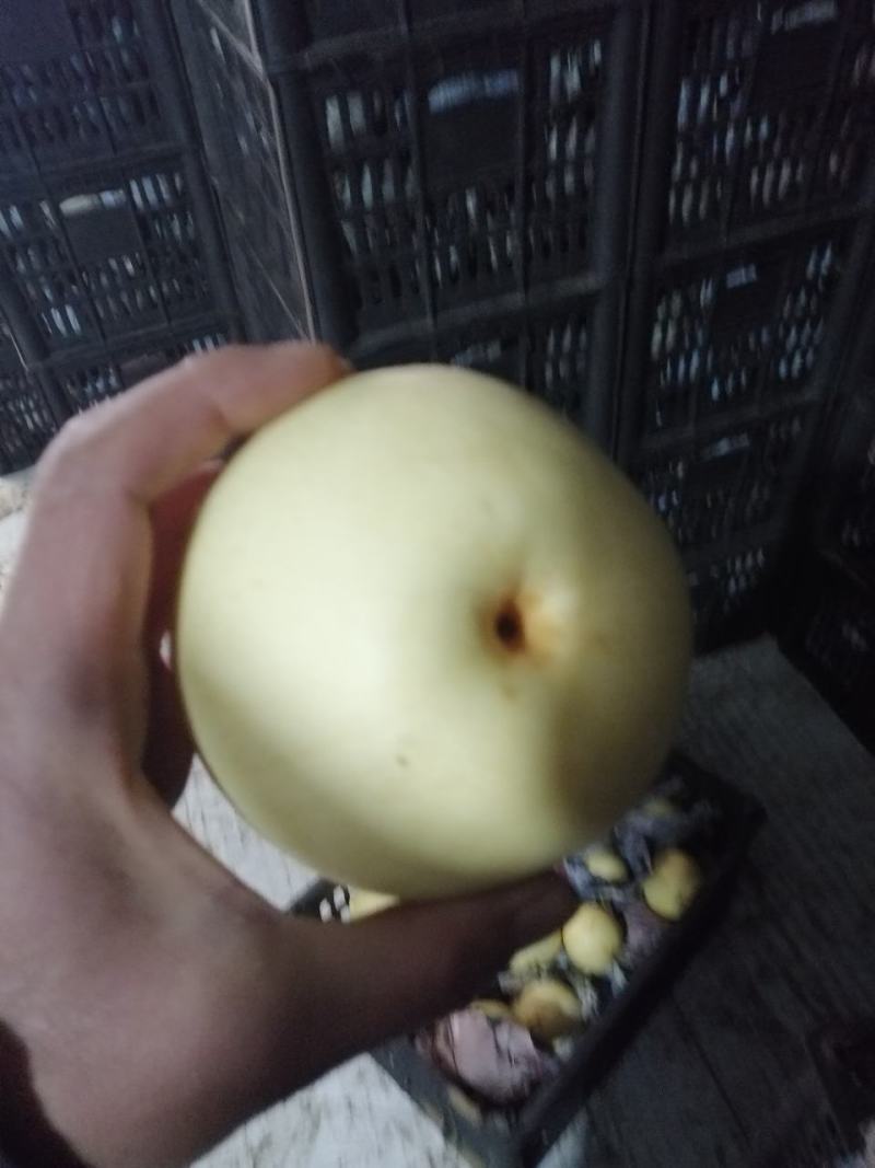 乐亭黄冠梨大量上市，质量好，口感甜，欢迎各地客商来考察