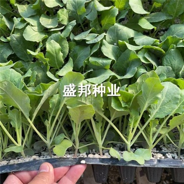 青梗有机花菜苗松花菜苗