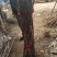 银杏苗银杏树苗南方北方都可种植，基地直发